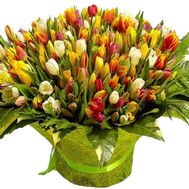 Elite bouquet of 301 tulips