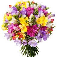 Freesia buy