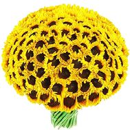 A huge bouquet of 75 sunflowers