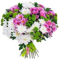Chrysanthemums bush