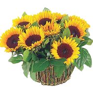Basket of sunflowers