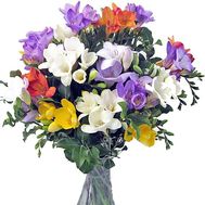Lovely bouquet of freesias