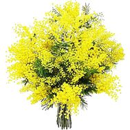 Mimosa buy