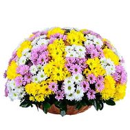 Huge basket of colorful chrysanthemums