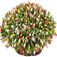 Huge basket of tulips - 301 tulip