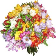 Huge bouquet of freesias
