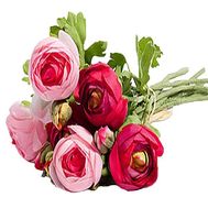 Ranunculus bouquet