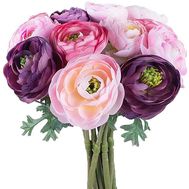 Ranunculus buy