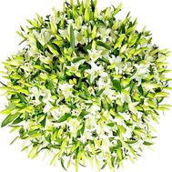 The most beautiful bouquet of 101 lilies