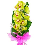 Green orchid branch