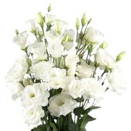 Bouquet of white eust