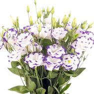 Bouquet with an eustoma