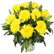 Chrysanthemum large