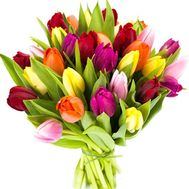 31 tulip