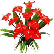 Bouquet of 11 red anthuriums with greens