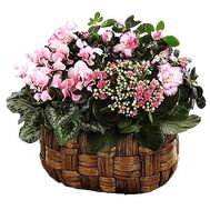 Flower arrangement from houseplants