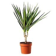 Dracena