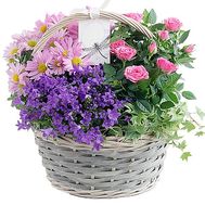 Indoor flowers in the basket