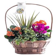 Composition of potted flowers in a basket