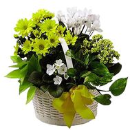 Composition from house flowers