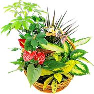 Composition from houseplants