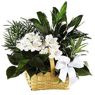 Composition from houseplants in a basket