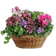 Basket of flowers
