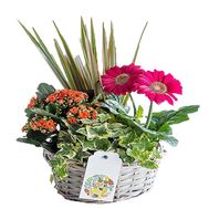 Basket with flowers in pots