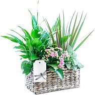 Basket with house colors