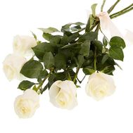 5 white roses