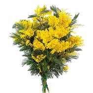 Mimosa bouquet