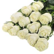 White meter roses from Holland