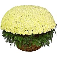 The largest bouquet of white roses