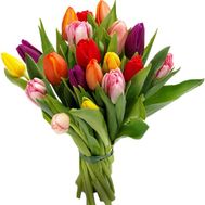 Spring flowers tulips