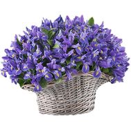 151 blue iris in the basket