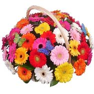 51 gerberas in basket