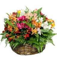 Alstroemeria in the basket