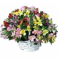 Large basket of alstromeries