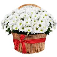 Large basket of daisy chrysanthemums