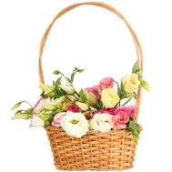 Eustomams in the basket