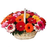 Gerberas in the basket