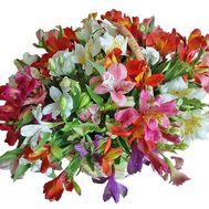 Arrangement of alstroemerias in basket