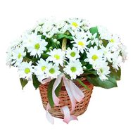 Basket of white daisy chrysanthemums