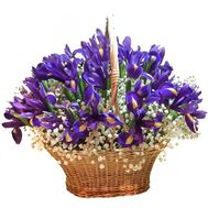 Basket of irises with gypsophila