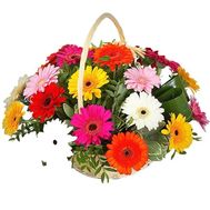Basket of 21 gerberas