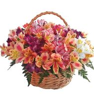 Basket of 25 Alstroemeria