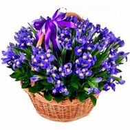 Basket of 75 blue irises