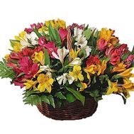 Colorful basket of alstromeries