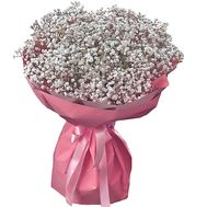 15 white gypsophila