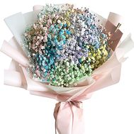 Gypsophila Rainbow